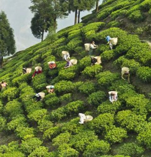 best resorts in kerala