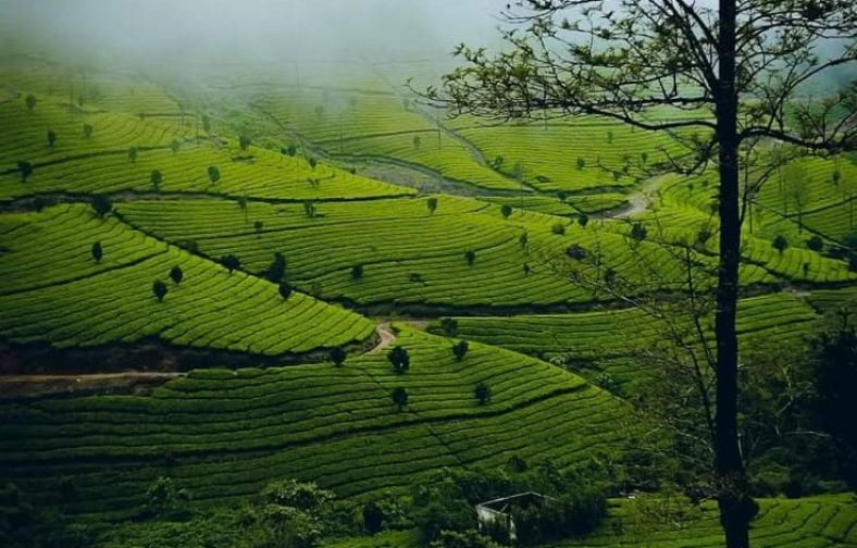 flugel4 munnar-aanakulam
