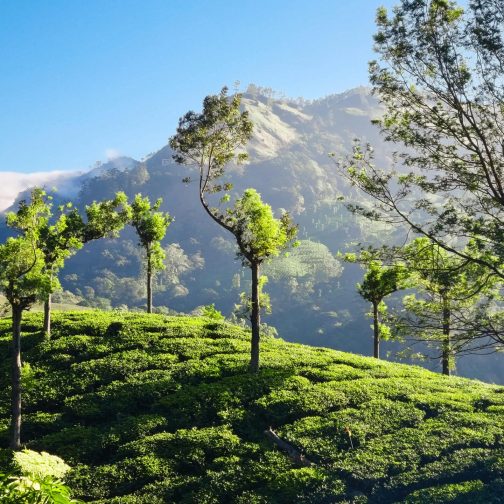 pexels-photo-30444576-30444576 Lush green tea plantations with tall trees and mountains in Munnar, Kerala.