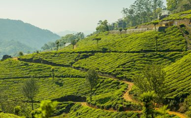pexels-photo-32262495-32262495 Explore the vibrant green tea plantations sprawling across scenic rolling hills, captured in vivid detail.