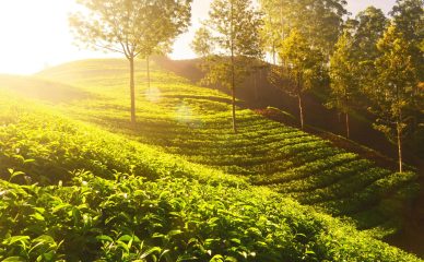 pexels-photo-392100-392100 Sunlit tea plantations in Munnar, India, showcasing vibrant green fields and scenic natural landscapes.
